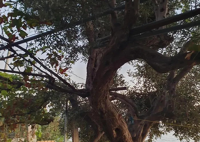 Konukevi Zero Of Sea Borş